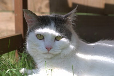 Brandy the cat in Milton Keynes